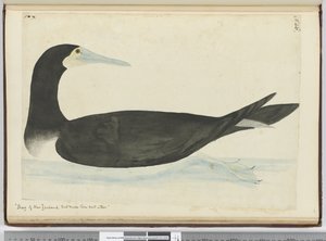 F.46 Shag från Nya Zeeland som gör sitt bo i träd, 1772-75 (wc)