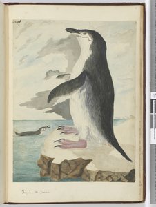 F.50 Penguin. Nya Zeeland, 1772-1775 (wc)