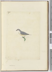 f.17 oidentifierad nyzeeländsk fågel, 1772-75 (wc)