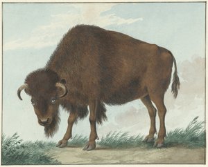 Bison av Isaac van Haastert