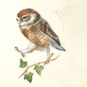 En beslutsam uggla