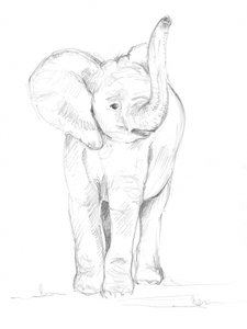 Elefantunge 02