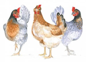 Kacklande höns