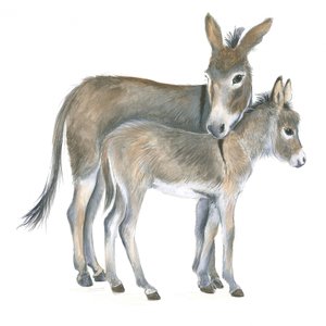 Åsna och föl
