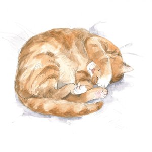 Skiss av en röd katt