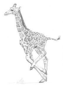 Giraff