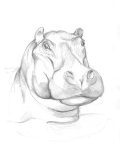 Flodhäst 02