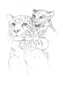 Leoparder
