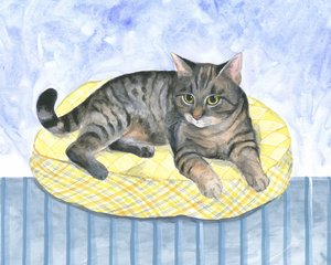 Kuddkatt