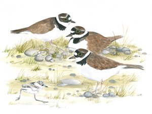Pipare