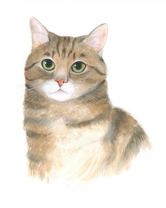 Kattunge Plato