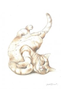 Avslappnad katt