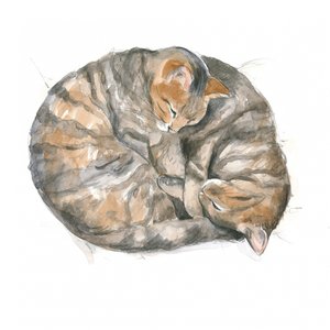 Runda katter