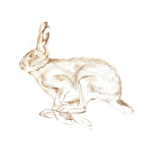 Springande vild hare