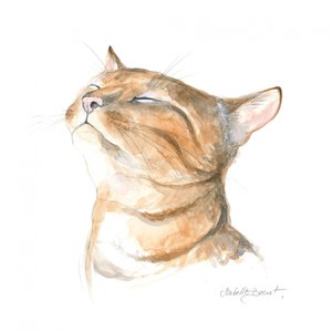 Lugn randig katt