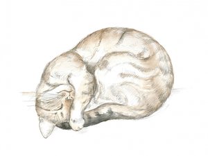Sovande tigrerad katt