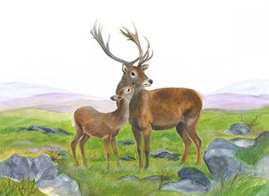 Hjort och ung hind