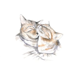 Sött sovande katter