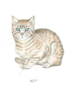 Tigrerad katt och knapp