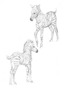 Zebraföl