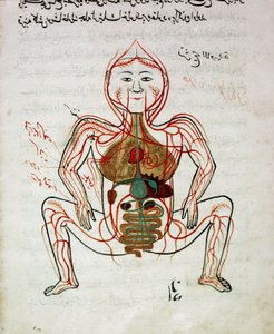 Arabisk medicin: "" blodcirkulation och matsmältningssystem"" Miniatyr av anatomimanuskriptet "" Tashrih bi al-Taswir"" (kroppens anatomi) av Mansur (Mansur) ibn Ilyas (cirka 1390) 1600-talets Istanbul, universitetsbiblioteket