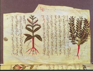 Ms. Arabe 4947 fol.84, Växter från en avhandling av Dioscoride, 1200-talet av Islamic School