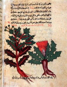 Sida från ett medicinskt herbarium (manuskript av Islamic School