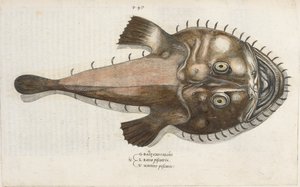 En paddafisk, illustration från 