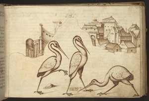 Lägg till. 82955, f.107   Ibisar (