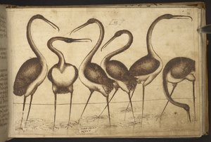 Lägg till. 82955, f.110 Fåglar.   , från Historia Animalium, (bestående av 245 ritningar med penna och bläck av olika djurarter och mytiska varelser, var och en åtföljd av en beskrivning.)    1595 av Italian School