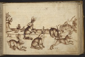 Lägg till. 82955, f.165 Kaniner (