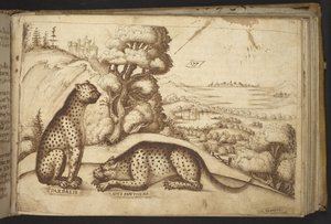 Lägg till. 82955, f.176 Leoparder (
