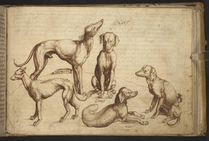 Lägg till. 82955, f.206 Hundar av olika raser ("canis").  , från Historia Animalium, (bestående av 245 ritningar med penna och bläck av olika djurarter och mytiska varelser, var och en åtföljd av en beskrivning.)    1595 av Italian School
