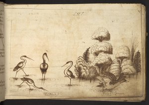 Lägg till. 82955, f.26 Vadarfåglar (