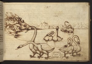 Lägg till. 82955, f.57   Svanar (