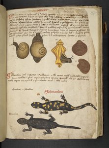 Lägg till MS 41623 Chiocciole och Salamandra, från 