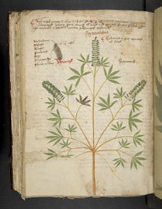 Lägg till MS 41623 f.101v 