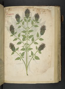 Lägg till MS 41623 f.103r Consolida, från 