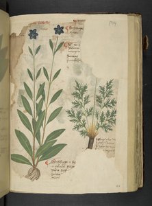 Lägg till MS 41623 f.104r Sassifraga, från 