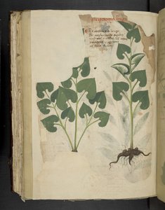 Lägg till MS 41623 f.104v Anthurium, från 