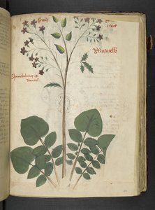 Lägg till MS 41623 f.110r 