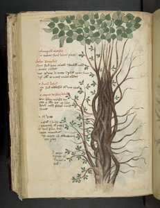 Lägg till MS 41623 f.110v mangroveträd, från en 