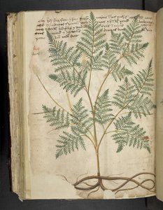 Lägg till MS 41623 f.114v 