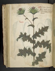 Lägg till MS 41623 f.117v Thistle 