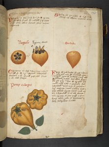 Lägg till MS 41623 f.122r Pere Cotogne och Sorbo, från 