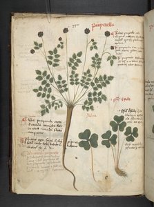 Lägg till MS 41623 f.14v A herbal, Belluno (bläck & färg på veläng) av Italian School