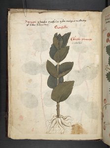 Lägg till MS 41623 f.16v A herbal, Belluno (bläck & färg på veläng) av Italian School