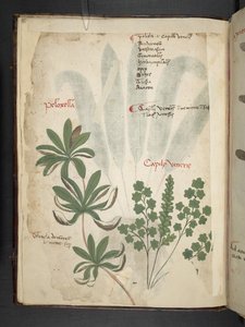 Lägg till MS 41623 f.1v A herbal, Belluno (bläck & färg på veläng) av Italian School