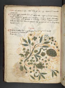 Lägg till MS 41623 f.20v A herbal, Belluno (bläck & färg på veläng) av Italian School