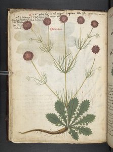 Lägg till MS 41623 f.26v A herbal, Belluno (bläck & färg på veläng) av Italian School